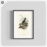 アートポスター-Rufescent Scrub-Bird
 - オーストラリアの鳥 Poster.