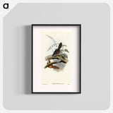 Rufescent Scrub-Bird
 - オーストラリアの鳥 Poster.