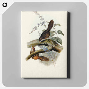 アートパネル-Rufescent Scrub-Bird
 - オーストラリアの鳥 Canvas.