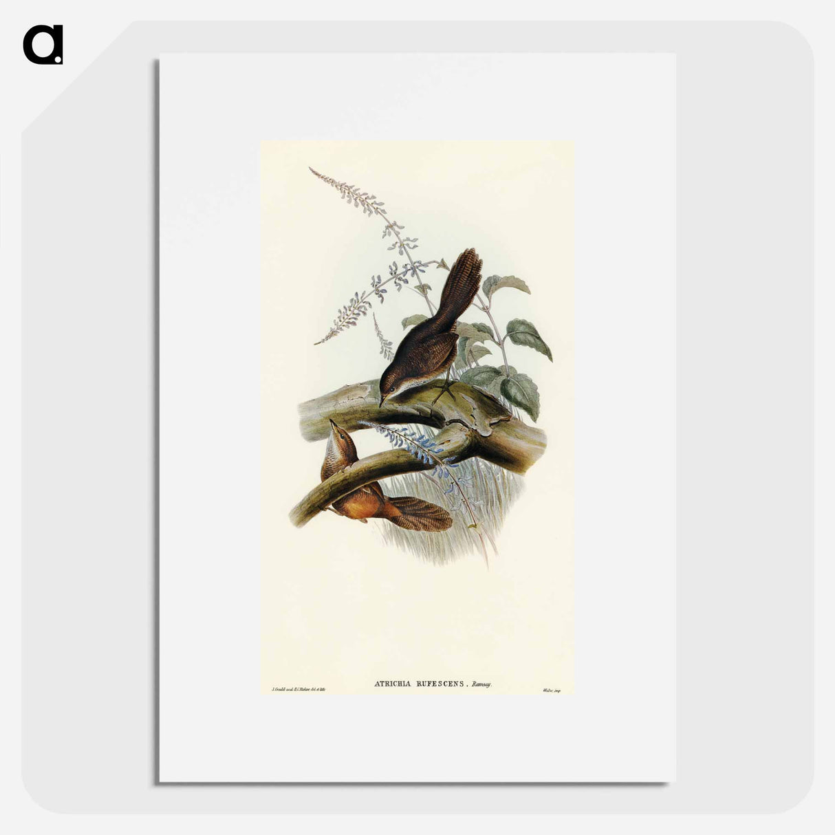 Rufescent Scrub-Bird
 - オーストラリアの鳥 Poster.