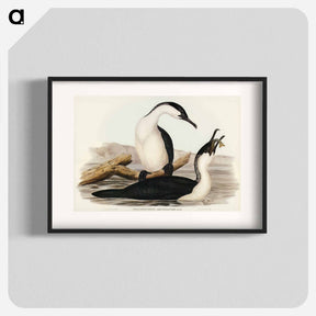 アートポスター-White-breasted Cormorant
 - ジョン グールド Poster.