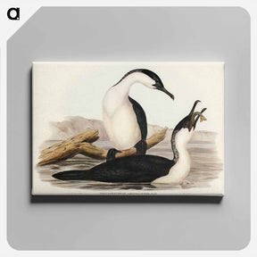 アートパネル-White-breasted Cormorant
 - ジョン グールド Canvas.