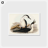 アートポストカード-White-breasted Cormorant
 - ジョン グールド Postcard.