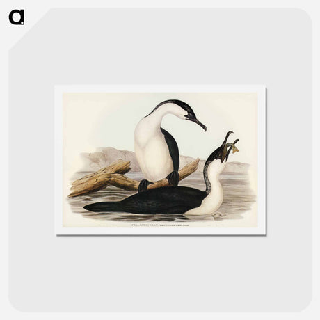 アートポストカード-White-breasted Cormorant
 - ジョン グールド Postcard.