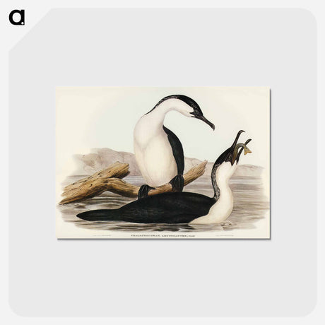 アートポストカード-White-breasted Cormorant
 - ジョン グールド Postcard.