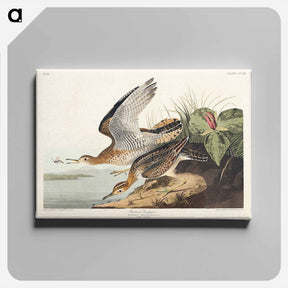 アートパネル-Bartram Sandpiper
 - ジョン ジェームス オーデュボン Canvas.