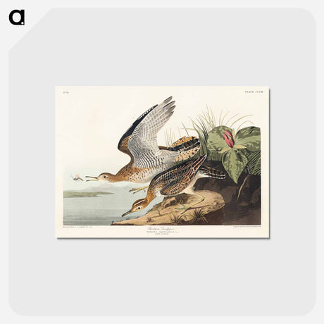 アートポストカード-Bartram Sandpiper
 - ジョン ジェームス オーデュボン Postcard.
