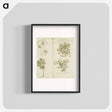 アートポスター-Arborum fructiferarum, insulae, Jamaicae conspectus
 - 国立医学図書館 Poster.