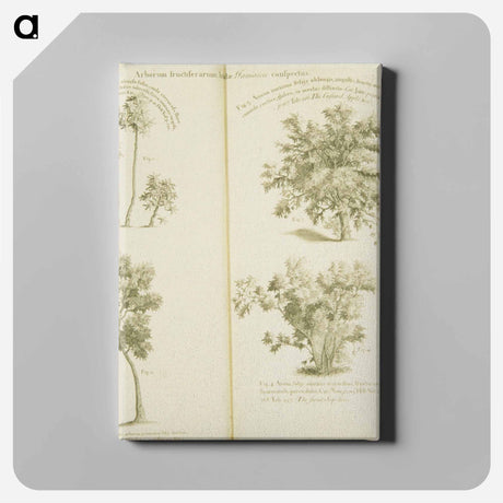 アートパネル-Arborum fructiferarum, insulae, Jamaicae conspectus
 - 国立医学図書館 Canvas.