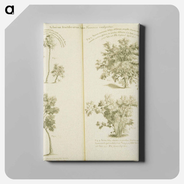 アートパネル-Arborum fructiferarum, insulae, Jamaicae conspectus
 - 国立医学図書館 Canvas.