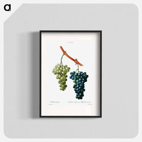 アートポスター-Grape vine - ピエール ジョゼフ ルドゥーテ Poster.