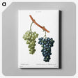 4-87_Pierre-Joseph-Redoute_canvas