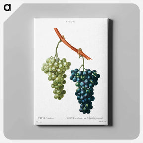 アートパネル-Grape vine - ピエール ジョゼフ ルドゥーテ Canvas.