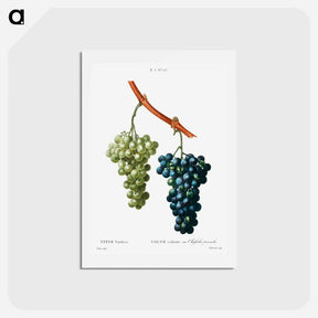 アートポストカード-Grape vine - ピエール ジョゼフ ルドゥーテ Postcard.