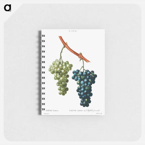 アートメモ帳-Grape vine - ピエール ジョゼフ ルドゥーテ Memo.