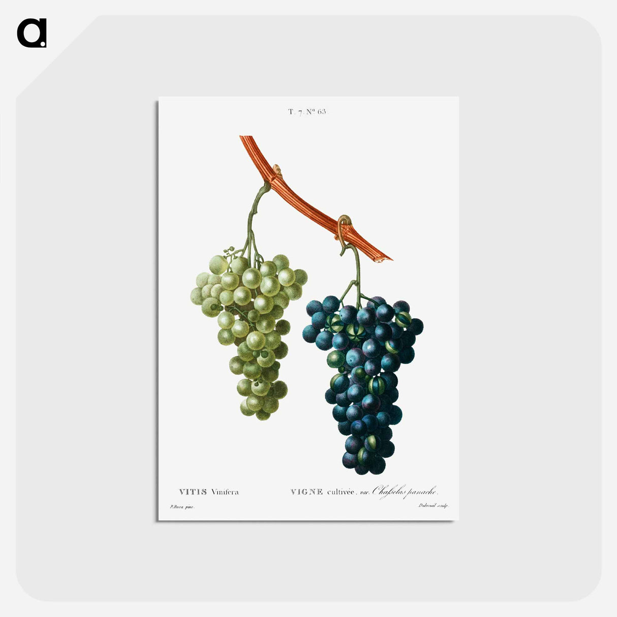 アートポストカード-Grape vine - ピエール ジョゼフ ルドゥーテ Postcard.