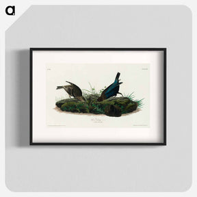 アートポスター-Cow-pen Bird from Birds of America
 - アメリカの鳥たち Poster.