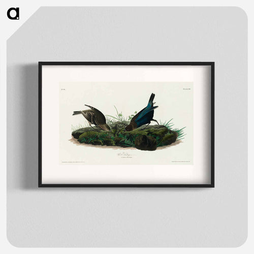 Cow-pen Bird from Birds of America
 - アメリカの鳥たち Poster.