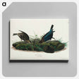 アートパネル-Cow-pen Bird from Birds of America
 - アメリカの鳥たち Canvas.