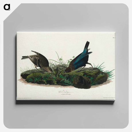 アートパネル-Cow-pen Bird from Birds of America
 - アメリカの鳥たち Canvas.