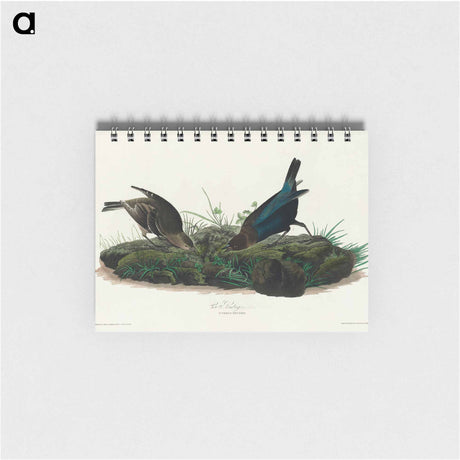 アートメモ帳-Cow-pen Bird from Birds of America
 - アメリカの鳥たち Memo.
