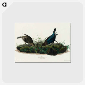 アートポストカード-Cow-pen Bird from Birds of America
 - アメリカの鳥たち Postcard.