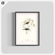 アートポスター-Graceful Honey-eater
 - オーストラリアの鳥 Poster.