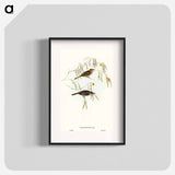 アートポスター-Graceful Honey-eater
 - オーストラリアの鳥 Poster.
