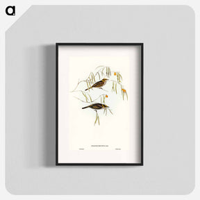 アートポスター-Graceful Honey-eater
 - オーストラリアの鳥 Poster.