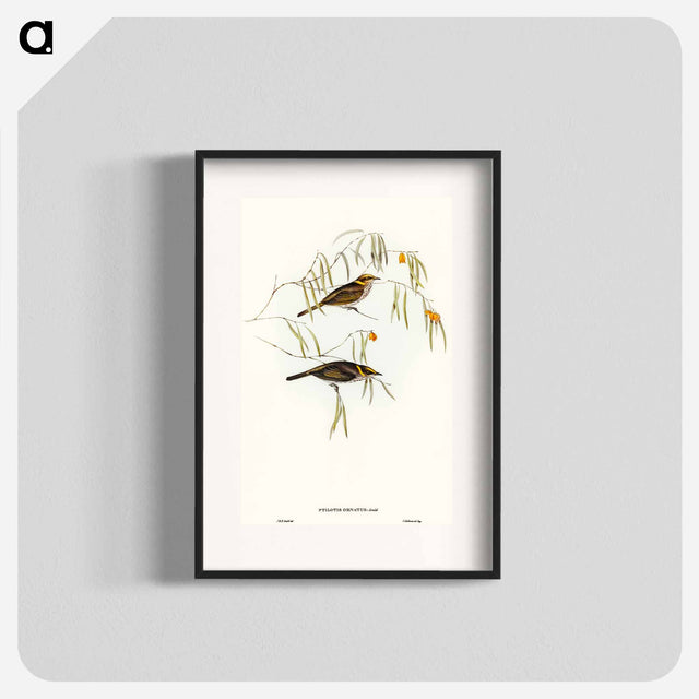 アートポスター-Graceful Honey-eater
 - オーストラリアの鳥 Poster.