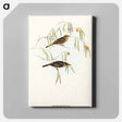 アートパネル-Graceful Honey-eater
 - オーストラリアの鳥 Canvas.