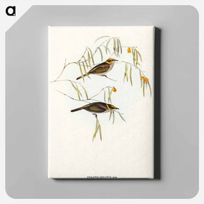 アートパネル-Graceful Honey-eater
 - オーストラリアの鳥 Canvas.