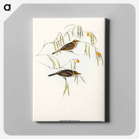 アートパネル-Graceful Honey-eater
 - オーストラリアの鳥 Canvas.