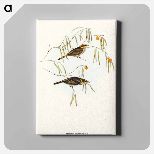 アートパネル-Graceful Honey-eater
 - オーストラリアの鳥 Canvas.