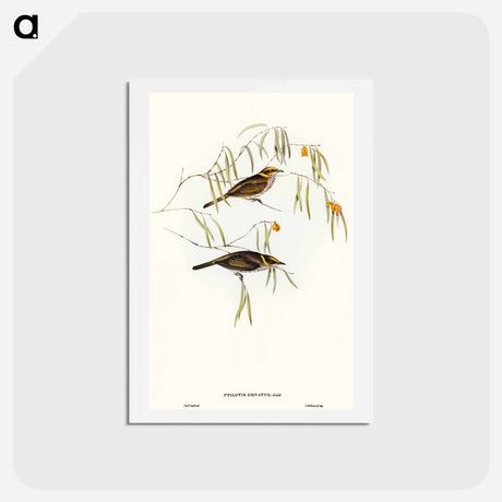 アートポストカード-Graceful Honey-eater
 - オーストラリアの鳥 Postcard.