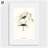 アートポスター-Graceful Honey-eater
 - オーストラリアの鳥 Poster.