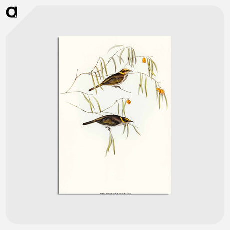 アートポストカード-Graceful Honey-eater
 - オーストラリアの鳥 Postcard.