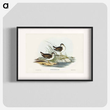 Fairy Sandpiper
 - ジョン グールド Poster.