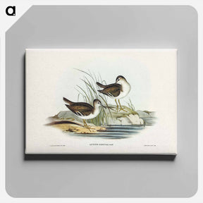アートパネル-Fairy Sandpiper
 - ジョン グールド Canvas.