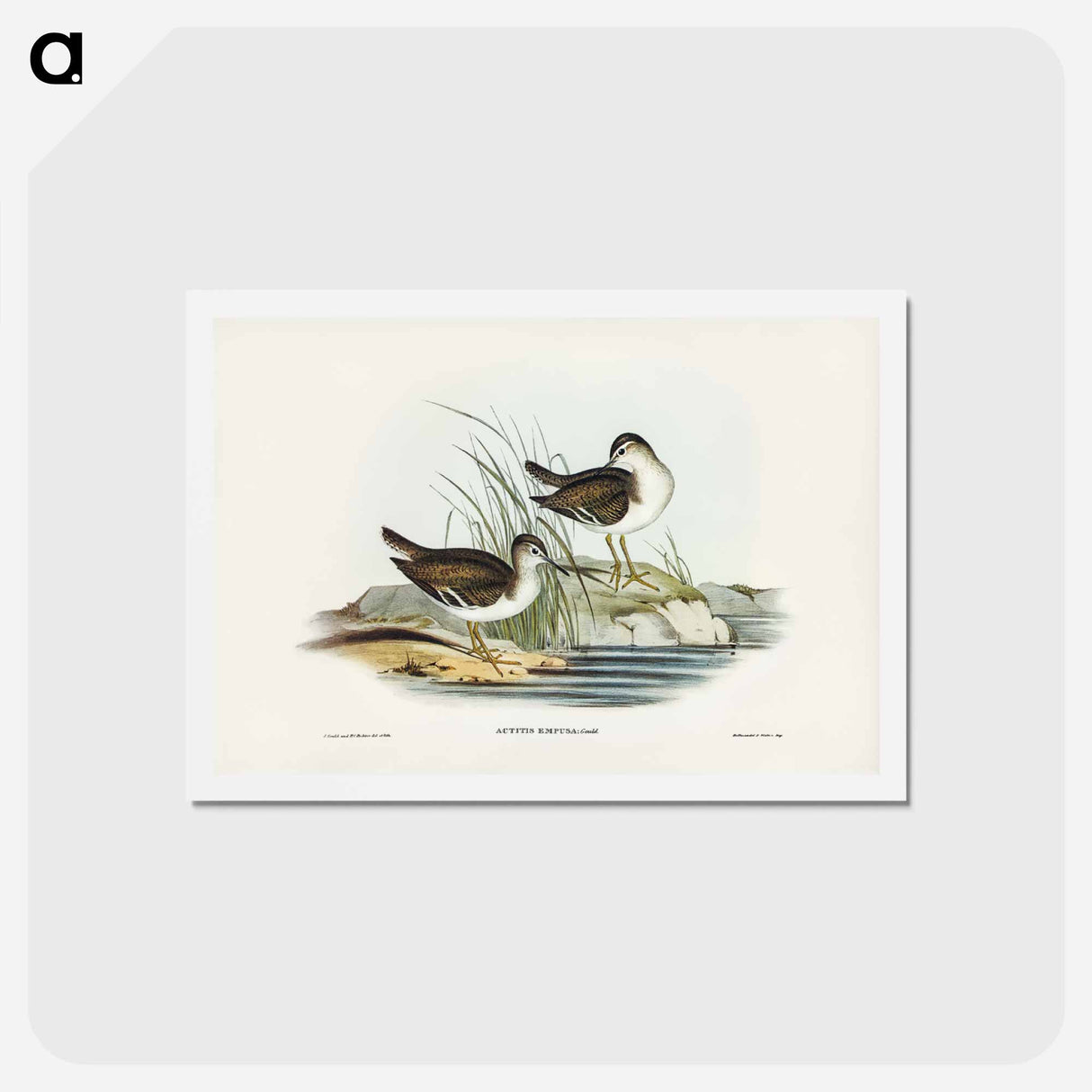 アートポストカード-Fairy Sandpiper
 - ジョン グールド Postcard.