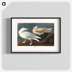 アートポスター-Burgomaster Gull
 - ジョン ジェームス オーデュボン Poster.