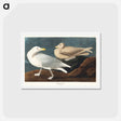 アートポストカード-Burgomaster Gull
 - ジョン ジェームス オーデュボン Postcard.