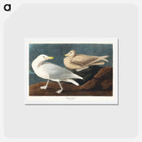 アートポストカード-Burgomaster Gull
 - ジョン ジェームス オーデュボン Postcard.