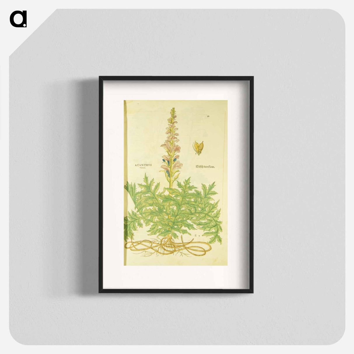 アートポスター-Acanthus vera and Welsch Bernklaw
 - 国立医学図書館 Poster.