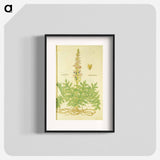 アートポスター-Acanthus vera and Welsch Bernklaw
 - 国立医学図書館 Poster.