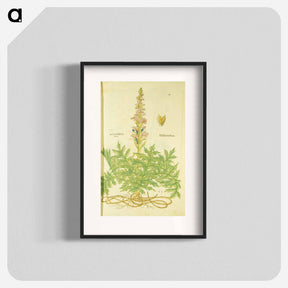 アートポスター-Acanthus vera and Welsch Bernklaw
 - 国立医学図書館 Poster.