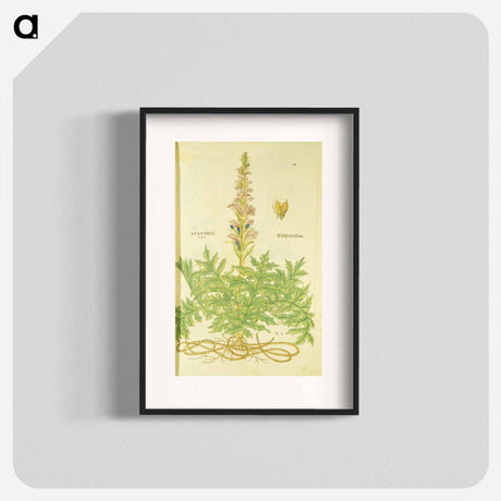アートポスター-Acanthus vera and Welsch Bernklaw
 - 国立医学図書館 Poster.