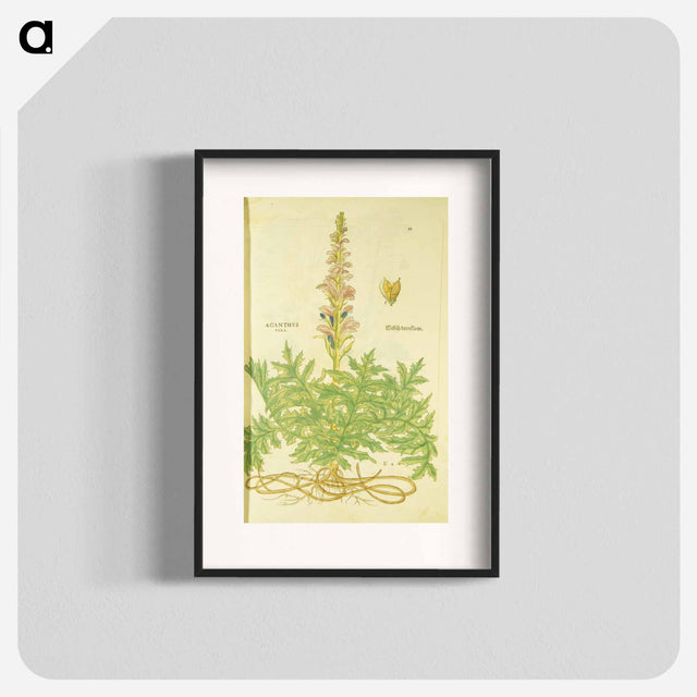 アートポスター-Acanthus vera and Welsch Bernklaw
 - 国立医学図書館 Poster.
