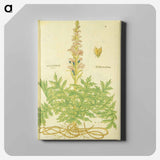 アートパネル-Acanthus vera and Welsch Bernklaw
 - 国立医学図書館 Canvas.