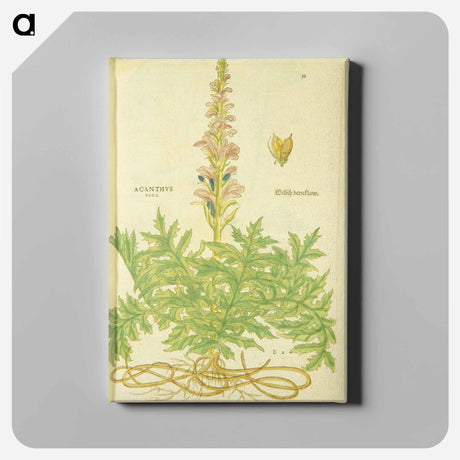 アートパネル-Acanthus vera and Welsch Bernklaw
 - 国立医学図書館 Canvas.